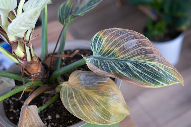 Problemi nella coltivazione delle piante domestiche Philodendron Birkin foglie colpite da ragnetto rosso punte gialle e secche straripamento della pianta marciume delle radici Trattamento delle piante e controllo dei parassiti e dei funghi