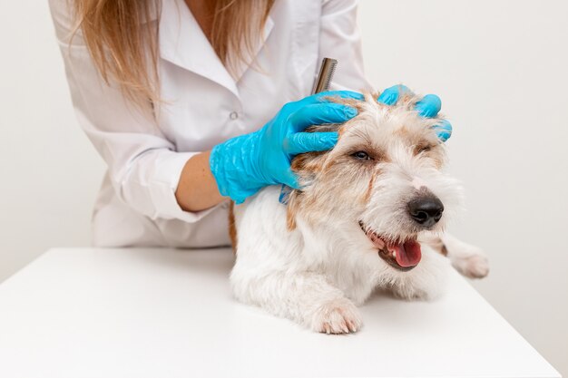 Procedura di toelettatura in una clinica veterinaria. Ragazza con guanti blu e un camice bianco che accarezza Jack Russell Terrier sul tavolo prima del taglio