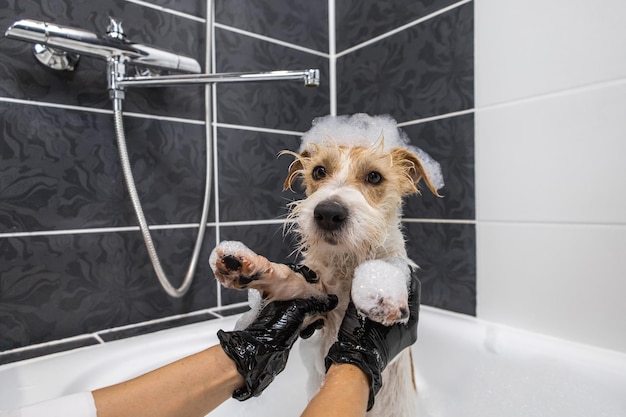 Procedura di toelettatura Una ragazza in guanti neri lava un cane Jack Russell Terrier con schiuma in bagno