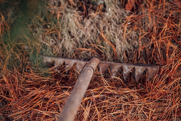 Processo di raccolta degli aghi di pino caduti a terra con un vecchio rastrello Utilizzo di foglie come fertilizzante organico ecologico o pacciame Pulizia del territorio del cortile della casa di campagna