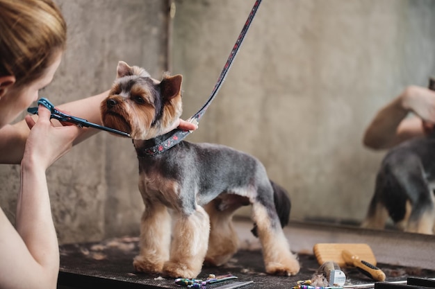 Processo di tosatura finale di un pelo di cane con muso a forbice di un cane visualizza foto di alta qualità