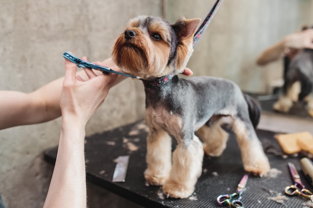 Processo di tosatura finale di un pelo di cane con muso a forbice di un cane visualizza foto di alta qualità