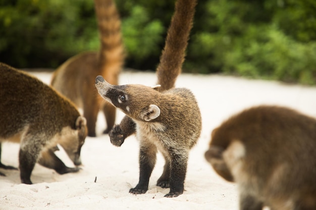 Procione coati nosuha Nasua narica nella natura dello Yukotan