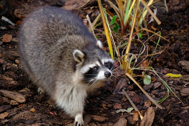 Procione poloskun nel suo habitat naturale