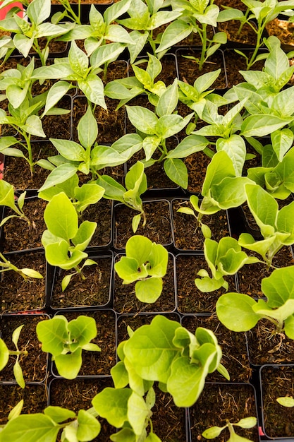 Prodotti freschi al mercato degli agricoltori all'inizio dell'estate.