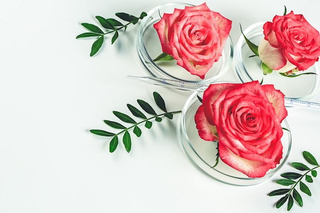 Prodotto cosmetico per il trucco del fondo di bellezza, con foglia verde e rosa rosa in una capsula di Petri. Concetto di cosmetici naturali biologici. Messa a fuoco selettiva morbida...