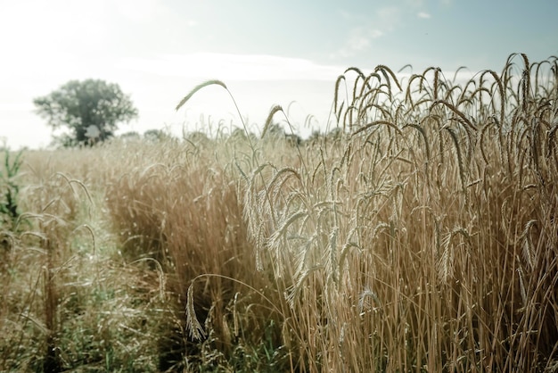 Produzione agricola di grano Pampas Argentina