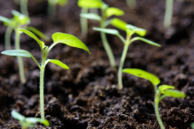 Produzione agricola ecologica giovani piantine di piante di pomodoro in serra in primo piano