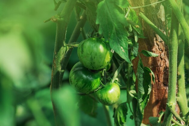 Produzione commerciale di pomodoro Pomodori verdi acerbi