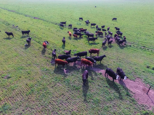 Produzione di carne bovina erba naturale Pampas Argentina