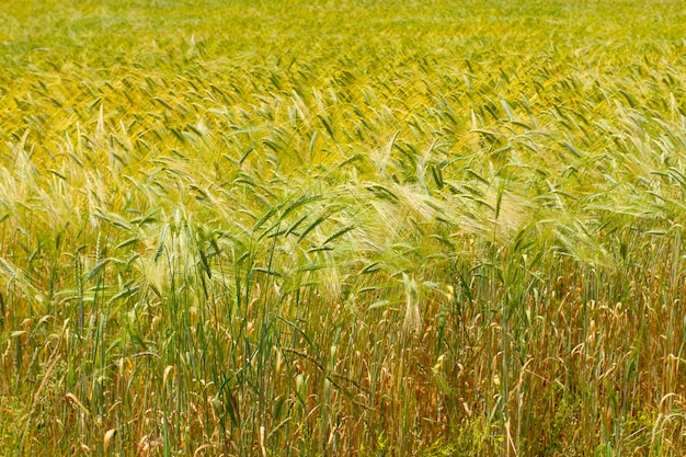 Produzione di pane ecologico naturale. Spighe di grano nel campo.