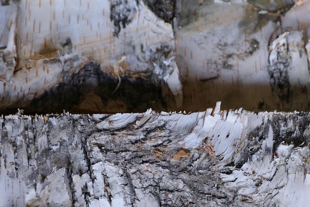 produzione di tavole bordate di legno per segare corteccia di betulla