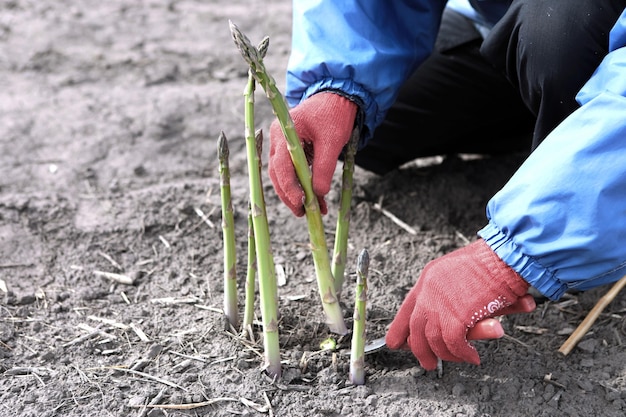 Produzione industriale di asparagi Raccolta di asparagi giovani Coltivazione di asparagi succosi