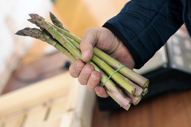 Produzione industriale di asparagi Raccolta di asparagi giovani Coltivazione di asparagi succosi