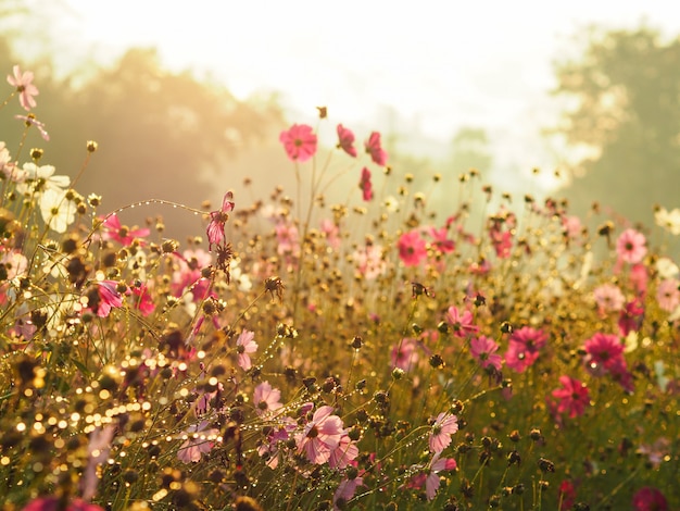 Profili il fiore rosa dell'universo nel campo sopra il cielo dell'alba