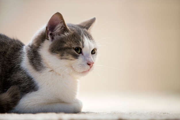 Profili il ritratto di giovane piccolo gattino bianco e grigio astuto sveglio piacevole piacevole del gatto domestico con l'espressione sorridente su bianco. Mantenere animali domestici a casa, fauna selvatica.