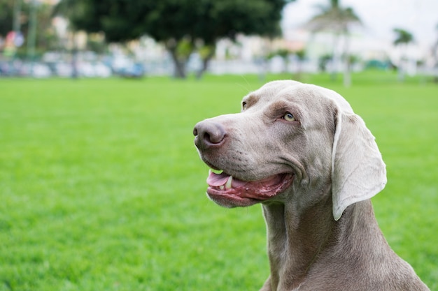 Profili il ritratto di un cane della razza Weimaraner sul prato inglese verde.