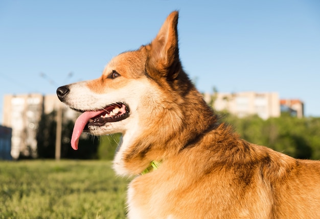 Profili il ritratto di Welsh Corgi Pembroke sorrida e felice Cane sveglio che si siede sull'erba nel parco.