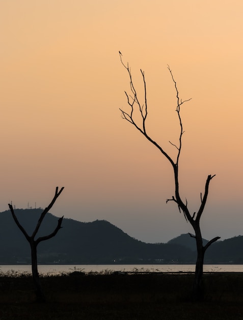 Profili l'albero e il lago asciutti con la montagna in cielo del tramonto