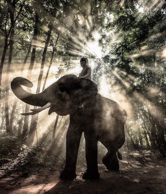 Profili l&#39;elefante che trekking attraverso nei raggi di luce, Tailandia.