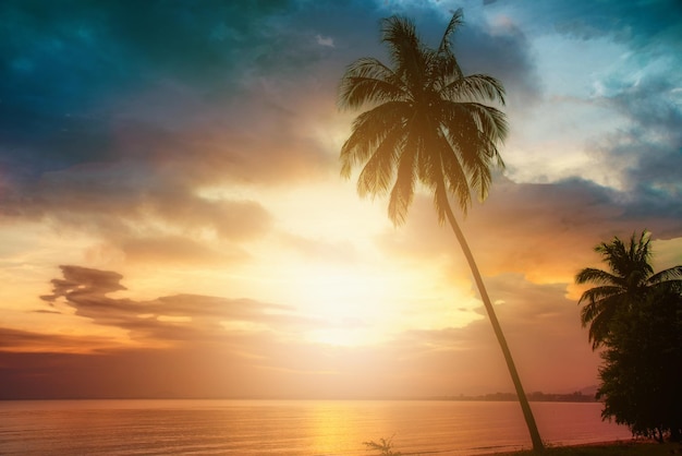 Profili le palme da cocco sulla spiaggia al tramonto. Tono vintage.