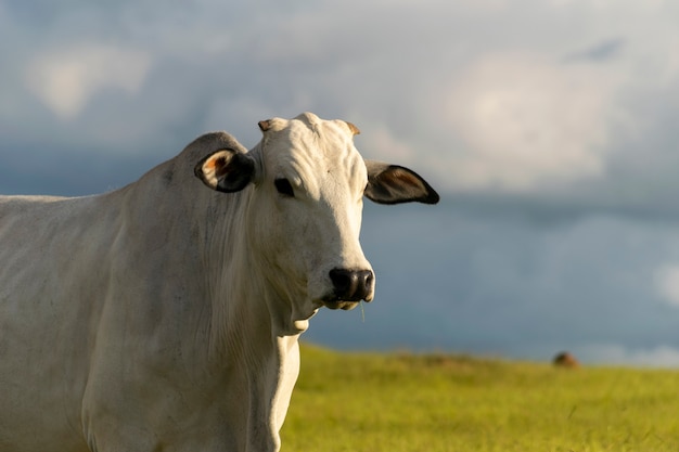 Profilo del bestiame nelore