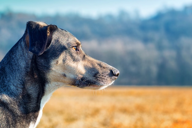 Profilo del cane