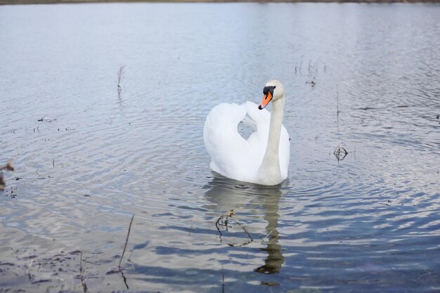 Profilo del cigno bianco sul lago nebbioso blu il cigno sta pulendo le sue piume collo di cigno curvo Foto di alta qualità