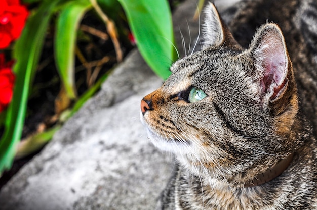 Profilo del gatto del tabby con il ritratto del primo piano degli occhi verdi