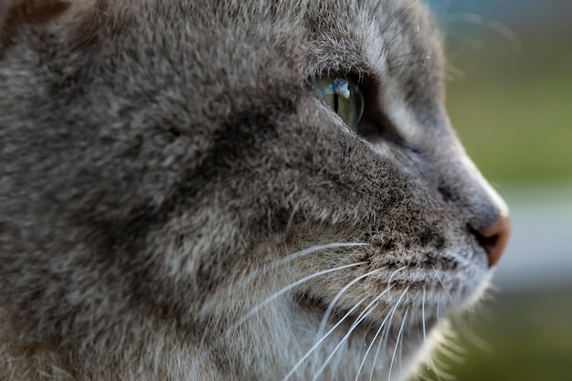 Profilo del muso del gatto carino all'aperto