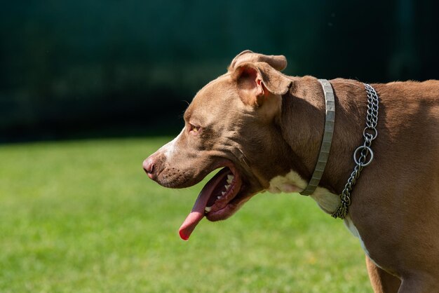 Profilo di American Staffordshire Terrier amstaff contro l'erba nel cortile