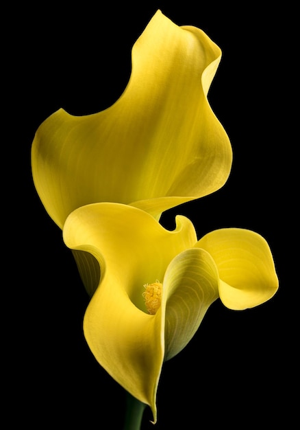profilo di calla giallo