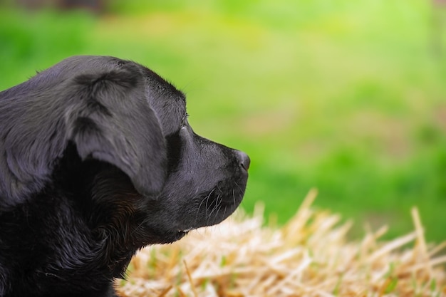 Profilo di un cane nero su uno sfondo di paglia ed erba Labrador retriever all'aperto