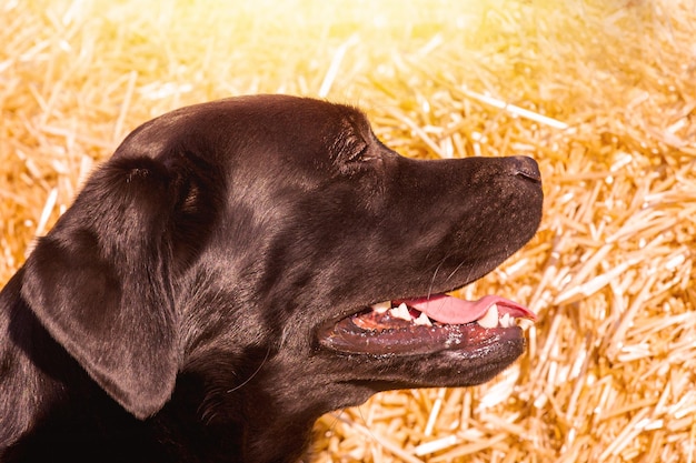 Profilo di un labrador retriever nero su uno sfondo di paglia in una giornata di sole Ritratto di un cane