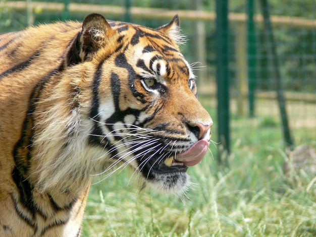 Profilo di una testa di tigre in un ambiente zoo