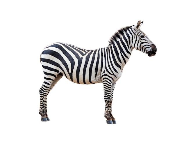 Profilo Grevys Zebra isolato su bianco