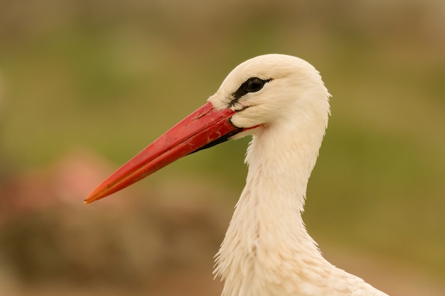 Profilo naturale di una cicogna elegante