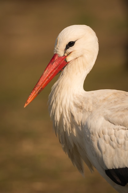 Profilo naturale di una cicogna elegante