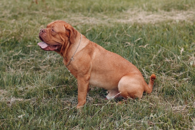 Profilo ritratto Dogue de Bordeaux. Cane mastino animale domestico.