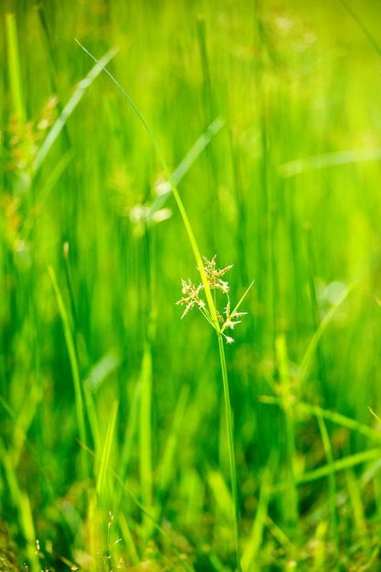 Profondità di campo bassa dell'erba verde