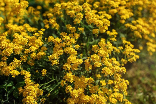 Profondità di campo (solo pochi petali a fuoco) foto di piccoli fiori gialli perenni illuminati dal sole. Sfondo astratto di primavera.