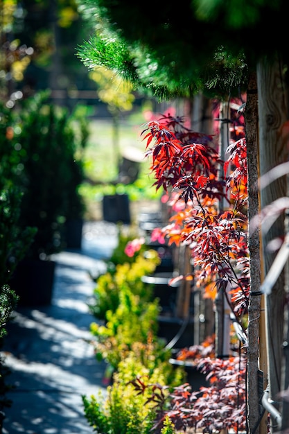 Progettazione del paesaggio del cortile