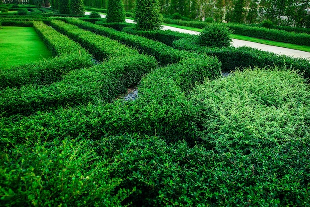 Progettazione del paesaggio in un giardino tropicale