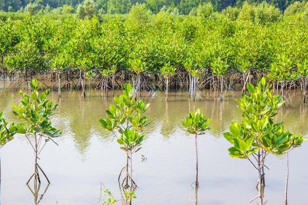 Progetto di piantagione di mangrovie fiume brae in Thailandia Pianta utilizzata per preservare l'argine