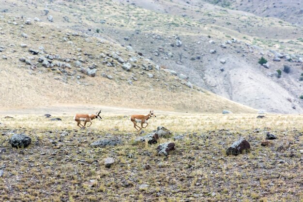 Pronghorn Antilocapra americana