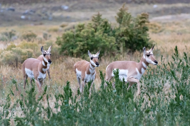 Pronghorn Antilocapra americana