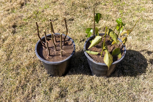 Propagazione delle piante di bouganville in primavera