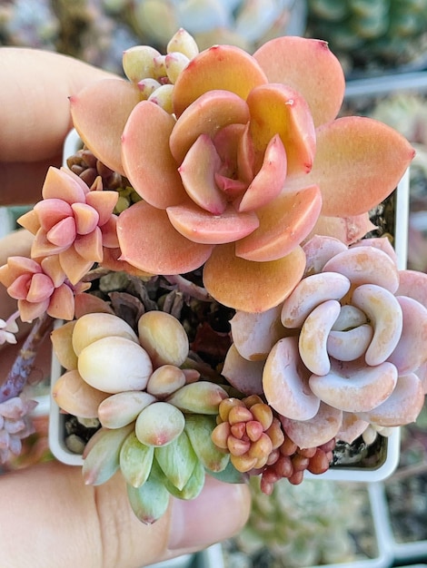 Propagazione succulenta Echeveria Orpett e Silk Veil graptoveria Gilva sedum Rubrotinctum vista dall'alto sfondo succulento