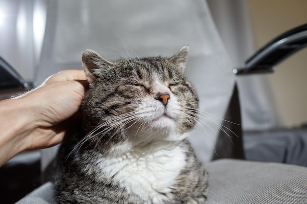 Proprietario che accarezza il vecchio gatto carino a casa