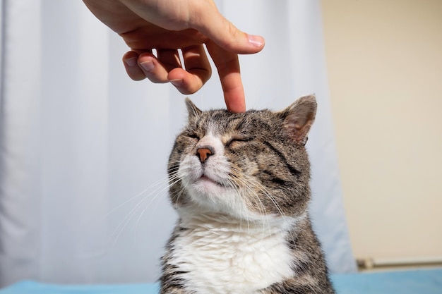 Proprietario che accarezza il vecchio gatto carino a casa